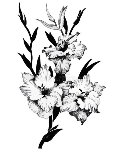 Гладиолус раскраска