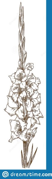 Гладиолус раскраска