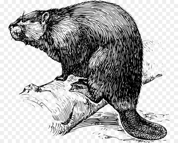 Бобр карандашом