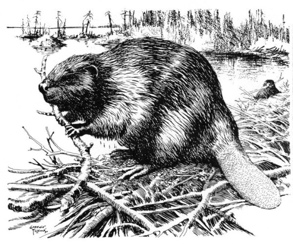 Речной Бобр (Западносибирский подвид)