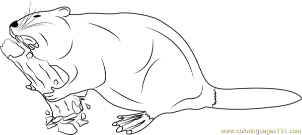 Раскраска черно белая Бобр