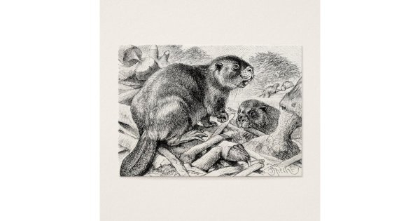 Бобр набросок