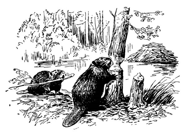 Бобр рисунок чб