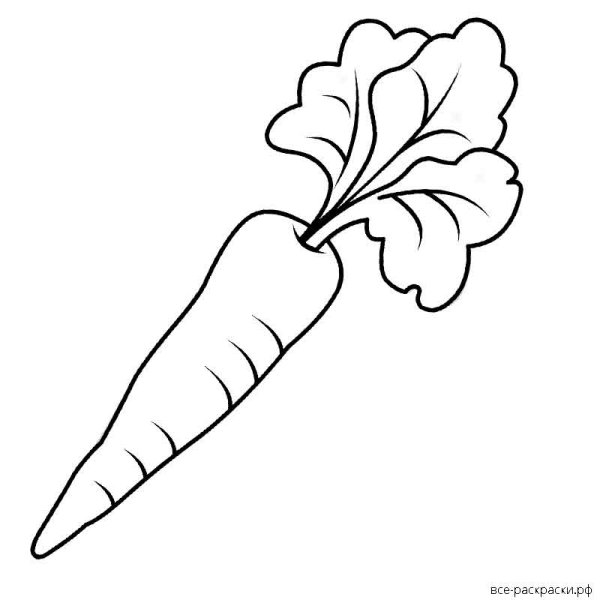 Морковь раскраска для детей