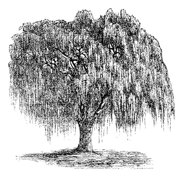 Плакучая Ива