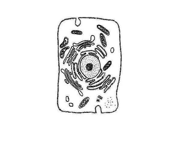 Строение животной клетки рисунок карандашом