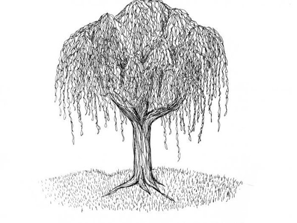 Раскраска дерево Ива