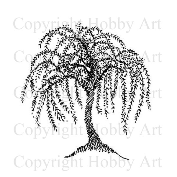 Плакучая Ива