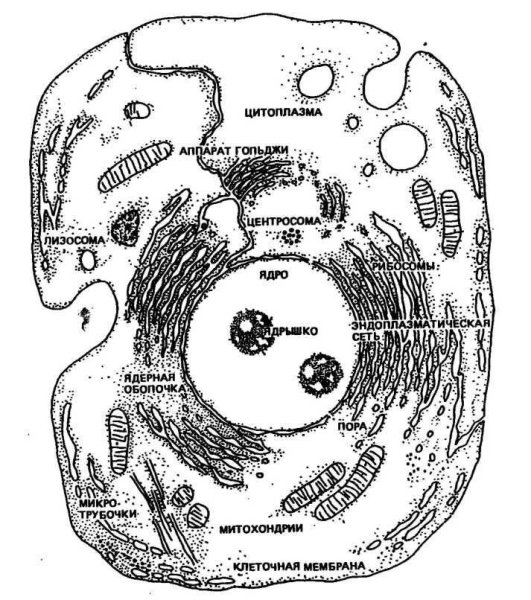 Схема строения живой клетки по данным электронного микроскопа