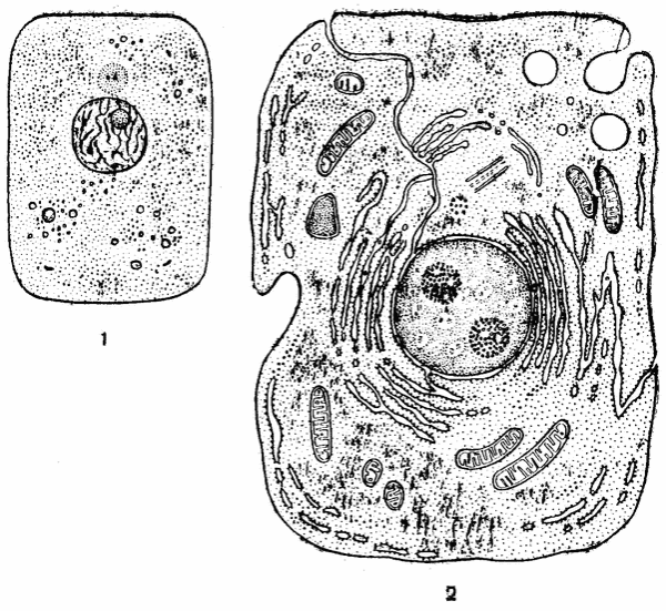 Схема строения растительной клетки электронная микроскопия