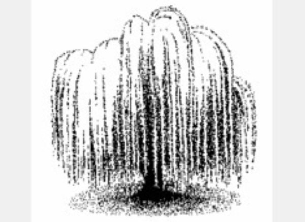 Ивы плакучей черно белые