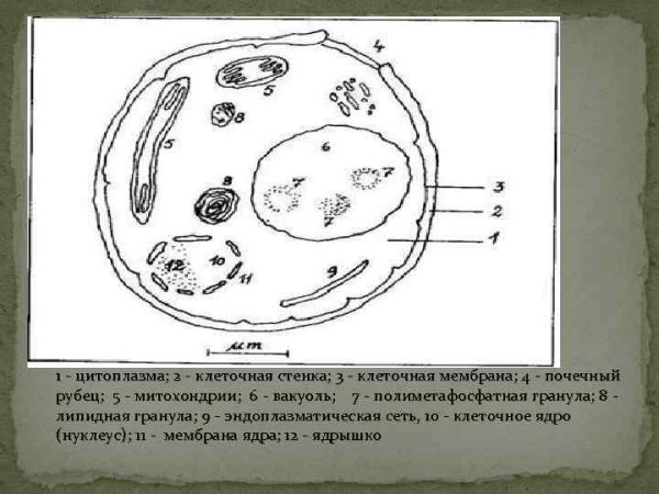Пекарские дрожжи строение клетки