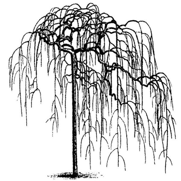 Ива Пендула без листьев