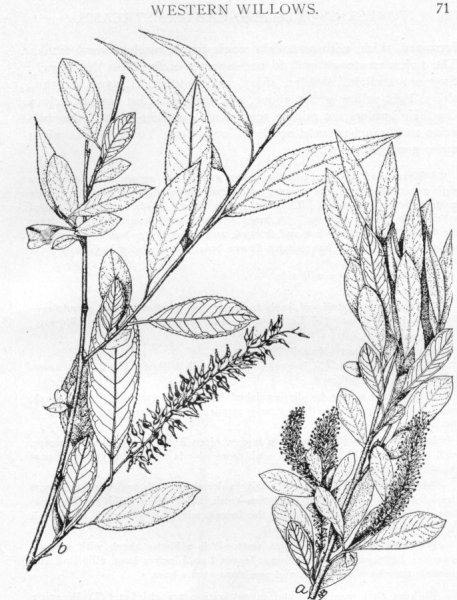 Ива трехтычинковая рисунок