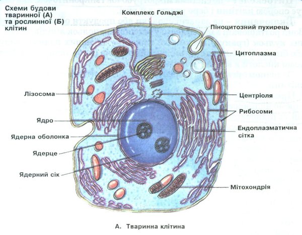 Будова клітини тварини