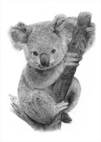 Коала рисунок карандашом