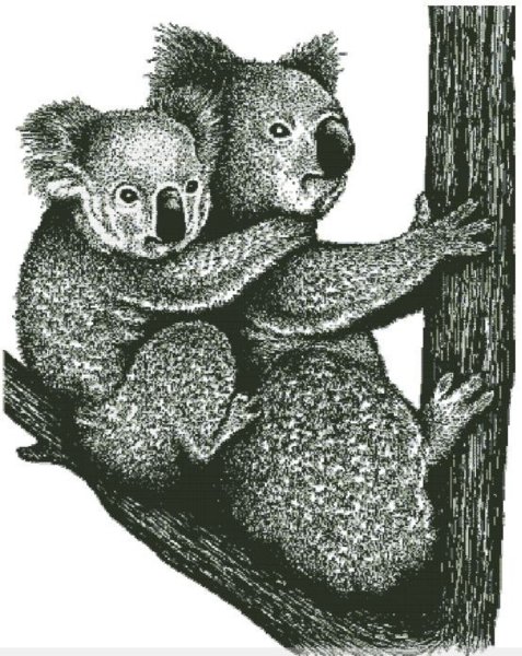 Коала Графика