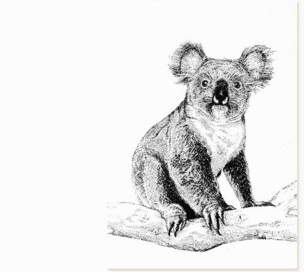 Коала Графика