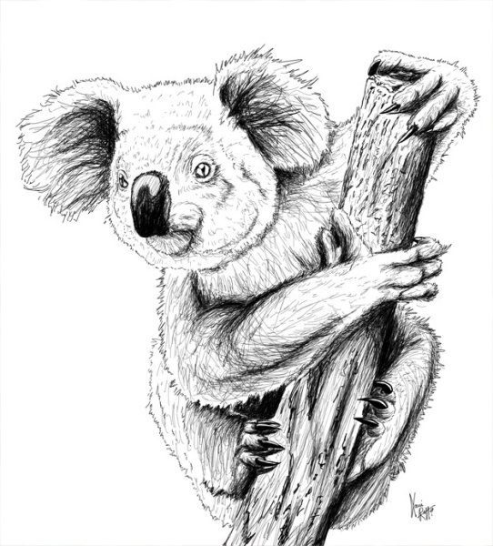 Коала тату эскиз