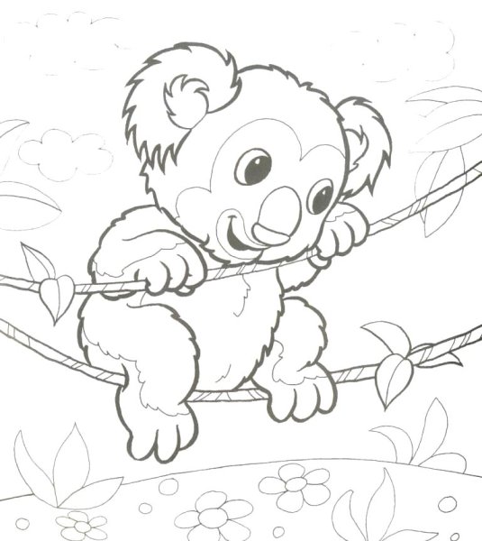 Коала раскраска цветная
