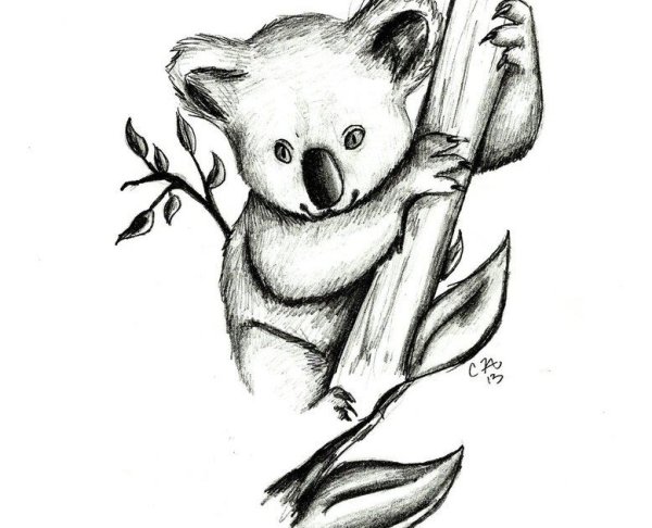 Коала рисунок карандашом