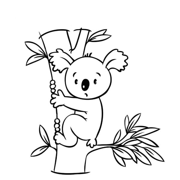 Раскраска Куала