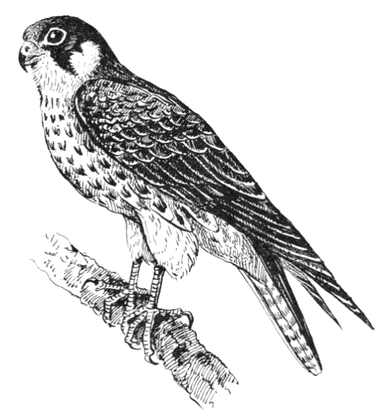 Сокол Сапсан