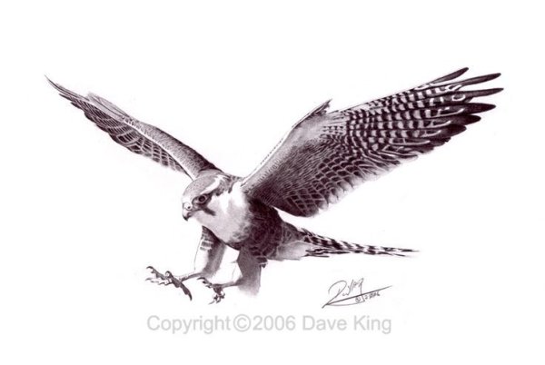 Сапсан птица тату