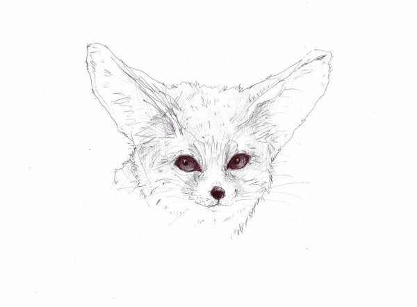 Лиса фенек эскиз