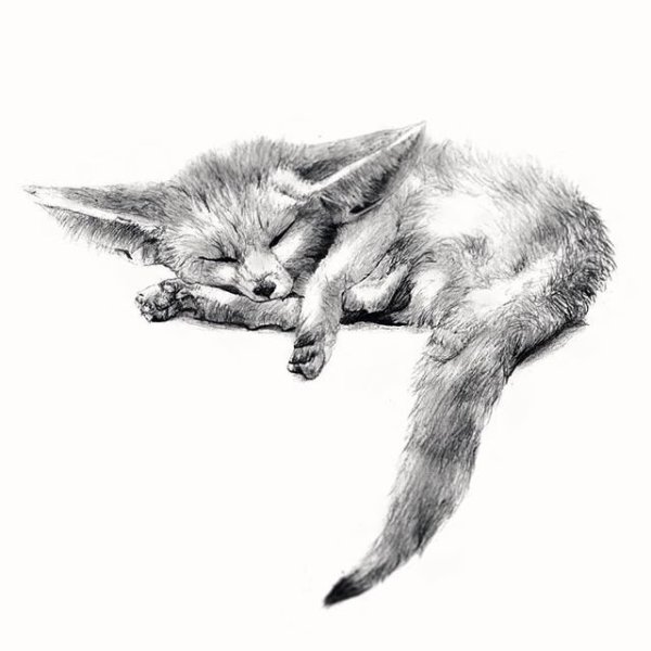 Фенек набросок