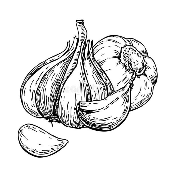 Чеснок раскраска