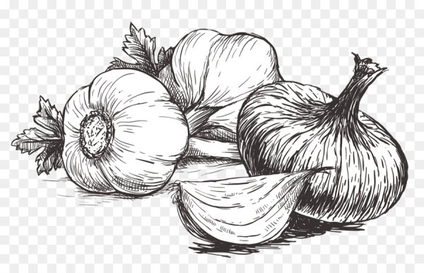 Раскраска лук и чеснок
