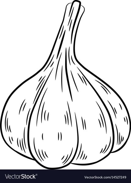 Чеснок и лук Векторная Графика