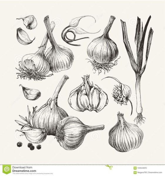 Чеснок вектор