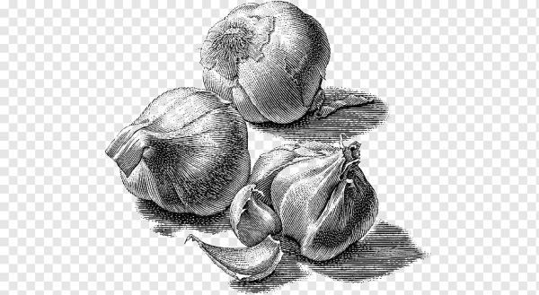 Лук раскраска