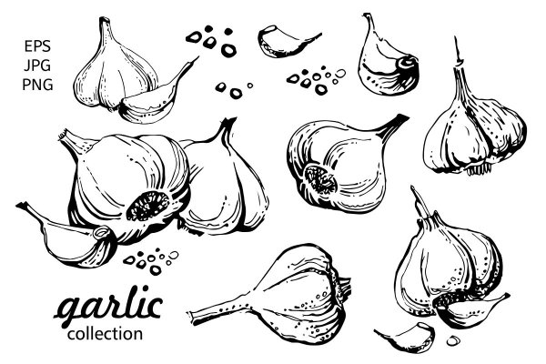 Чеснок контур