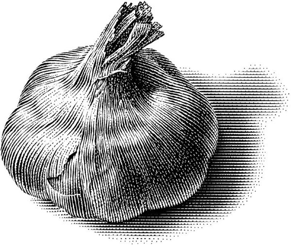 Чеснок раскраска для детей