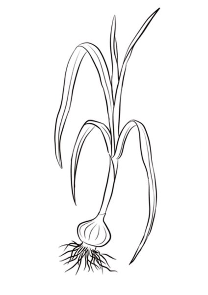 Чеснок раскраска
