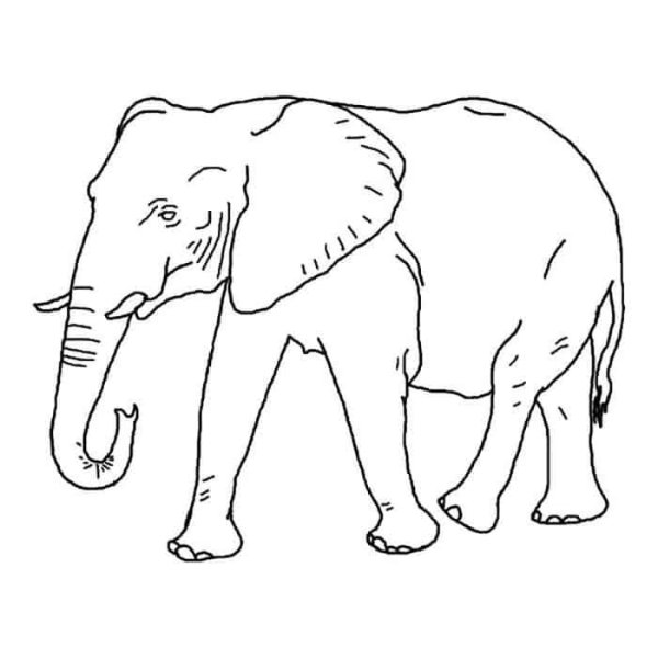 Рисунок слона для раскрашивания