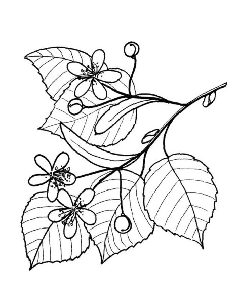 Липа рисунок