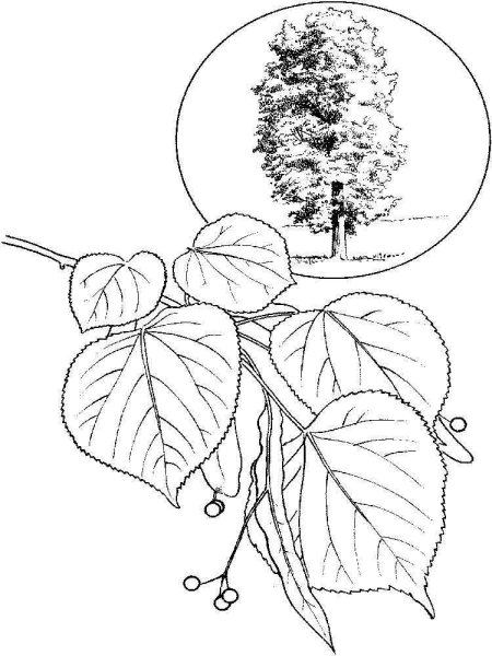 Липа мелколистная рисунок