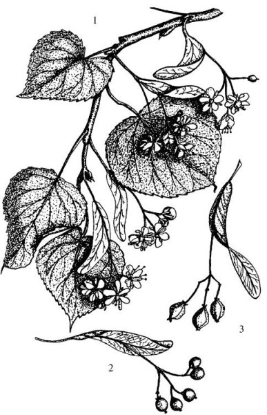 Липа сердцелистная плод