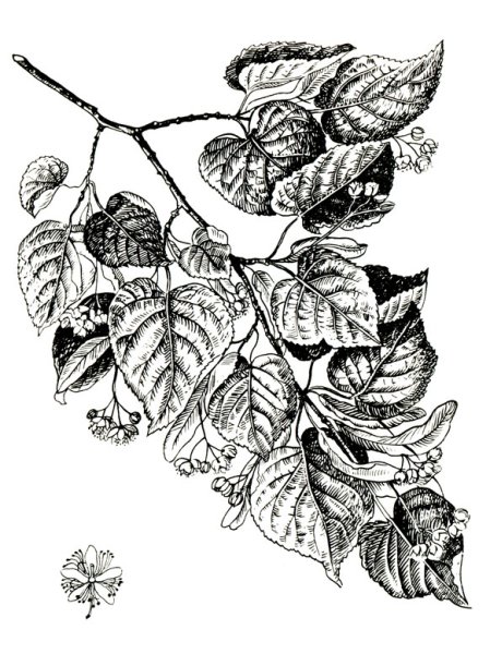 Липа сердцевидная