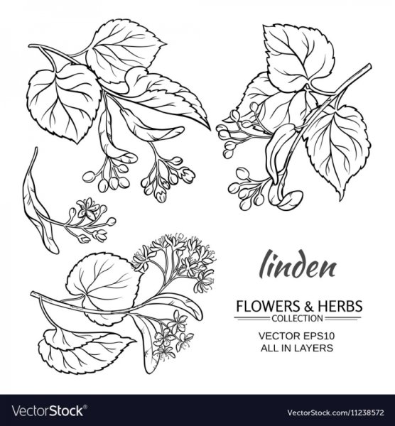 Цветы липы рисунок