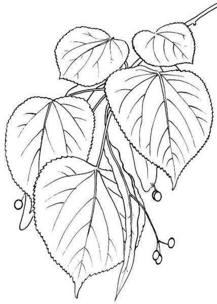 Липа сердцевидная