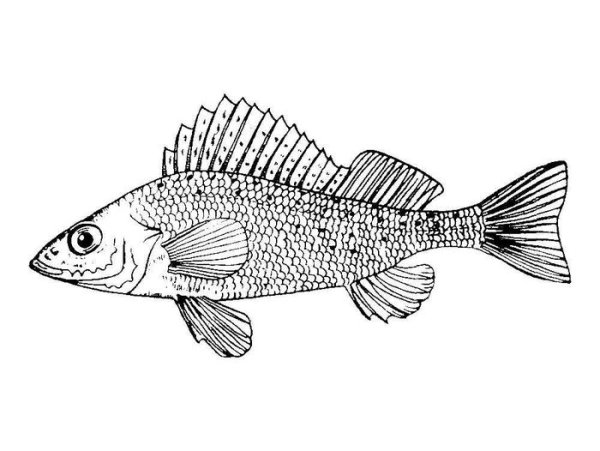 Ерш раскраска