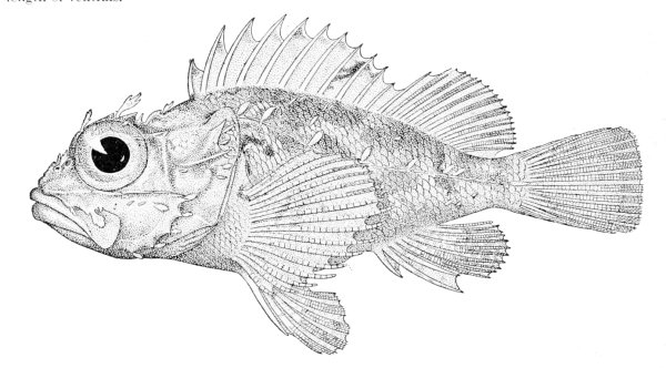 Ерш карандашом