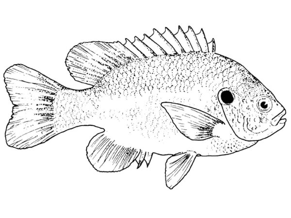 Речные рыбы раскраска