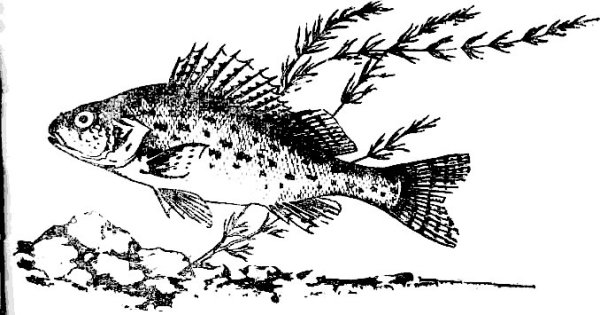 Рыба Ерш раскраска