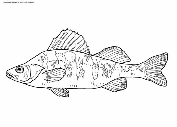 Раскраска окунь Речной